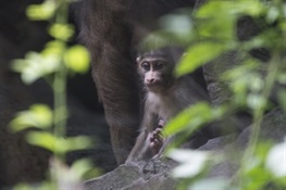 Baby Mandrill – The World’s Largest Monkey Species – Debuts at the Bronx Zoo